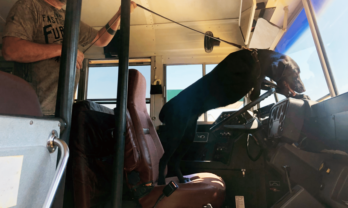 Going through the motions black lab sniff the front of a bus