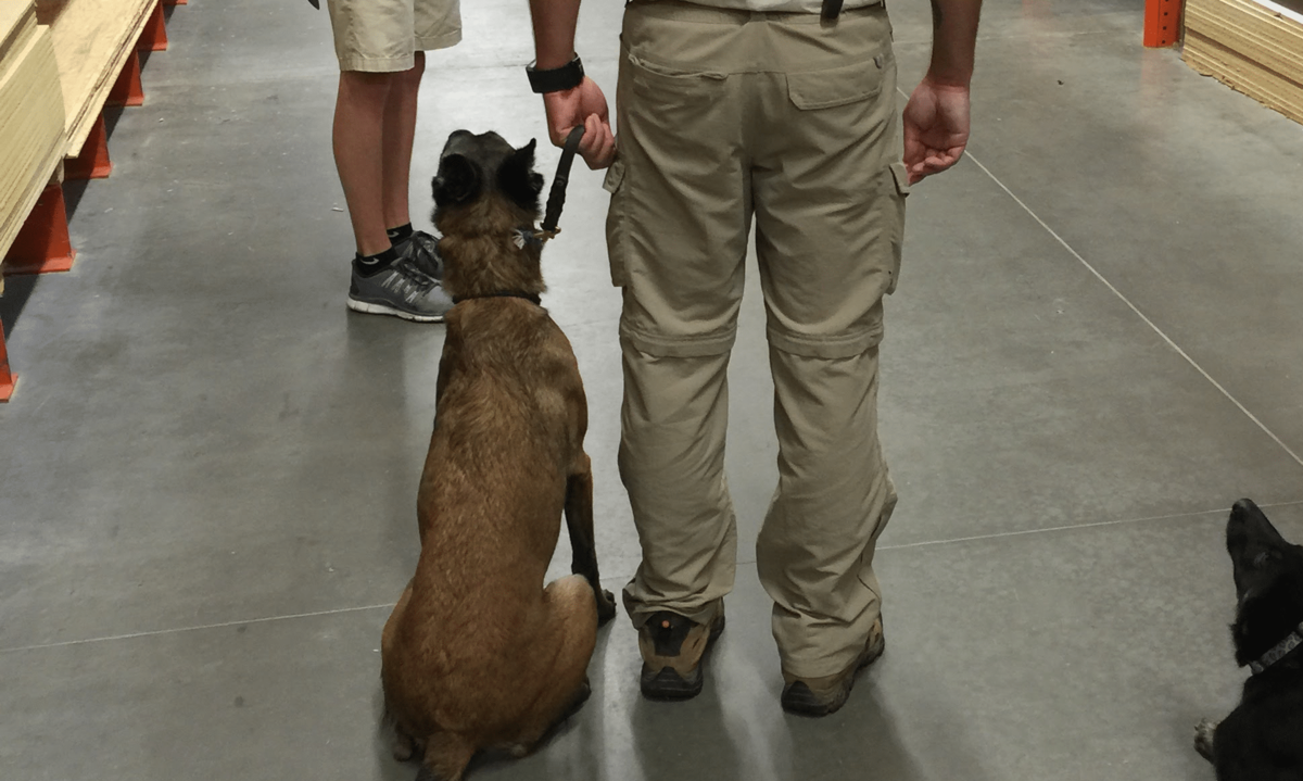 Obedience Training k9 handler with dog at side talking with worker