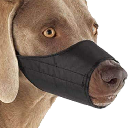 Brown dog wearing black nylon muzzle