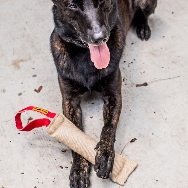 Dutch Shepherd with Medium One Handle Bite Tug