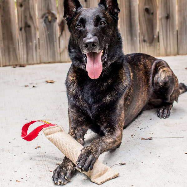 Dutch Shepherd with Medium One Handle Bite Tug
