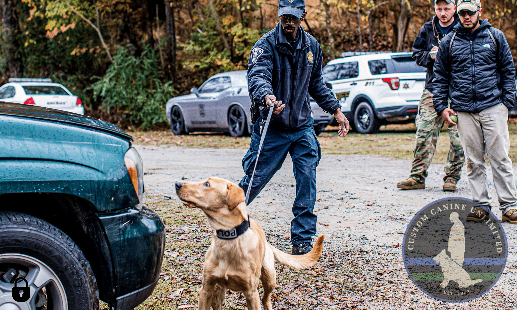 labrador retriever sniff car for drugs