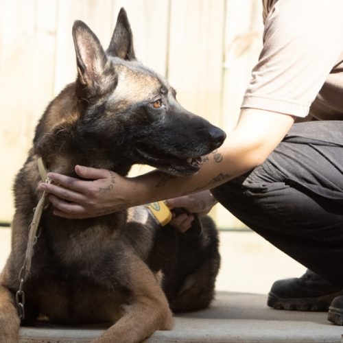 Canine Care