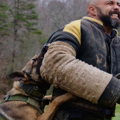 K9 Training