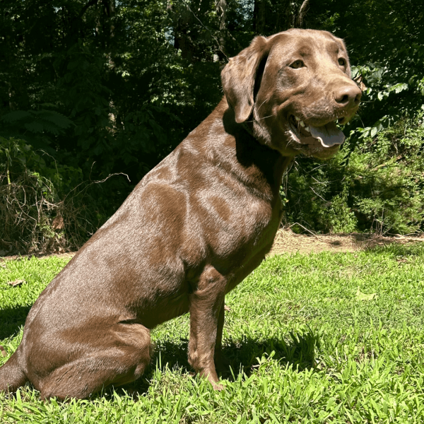 Working dogs for sale: "Jaxx" - Brown Labrador Retriever sitting sideways