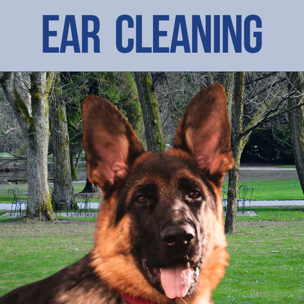 ear cleaning