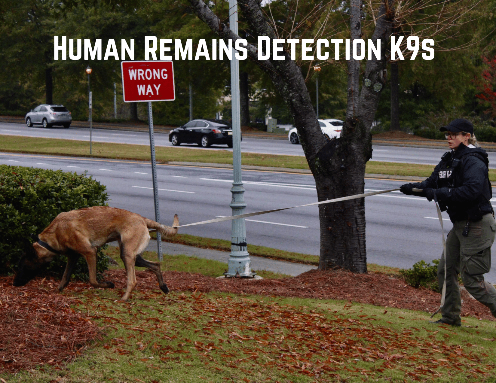 HRD K9