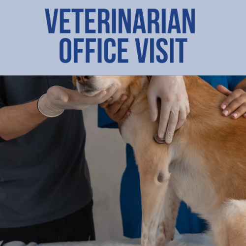 Vet Office Visit