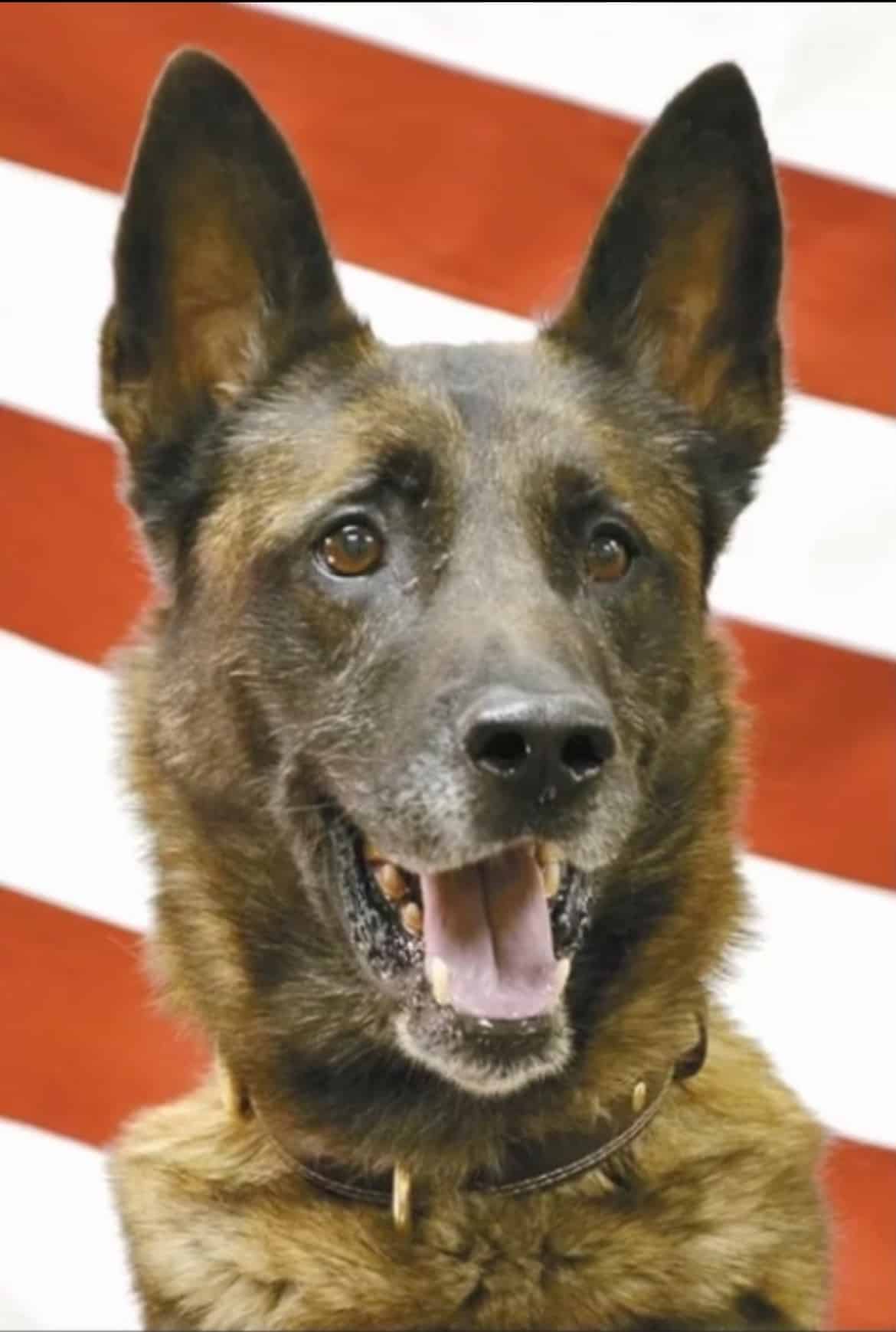 K9 Oby