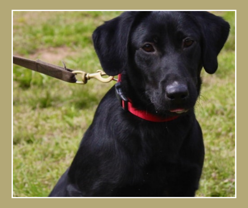 a black dog on a leash