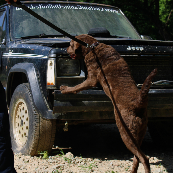 Firearms Detection for Events Firearms Detection for Events