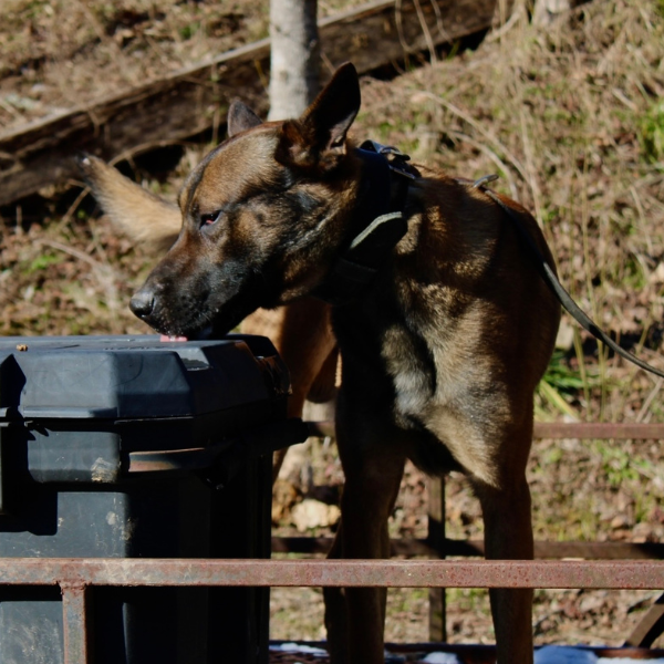 Explosives Detection for Events