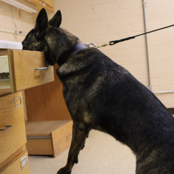 Narcotics Detection for Middle Schools