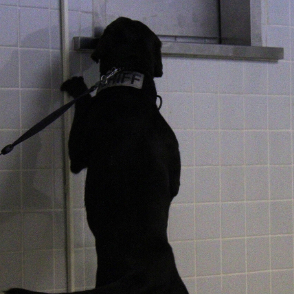 ESDD for Middle Schools Black lab sniff for electronic storage devices