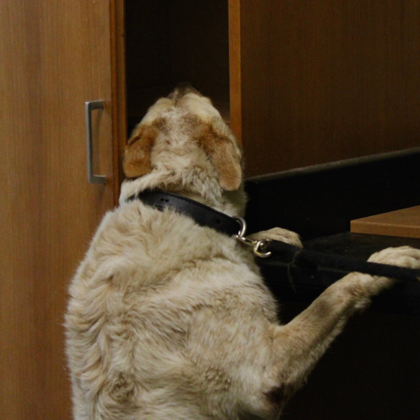 Firearms Detection for Middle Schools