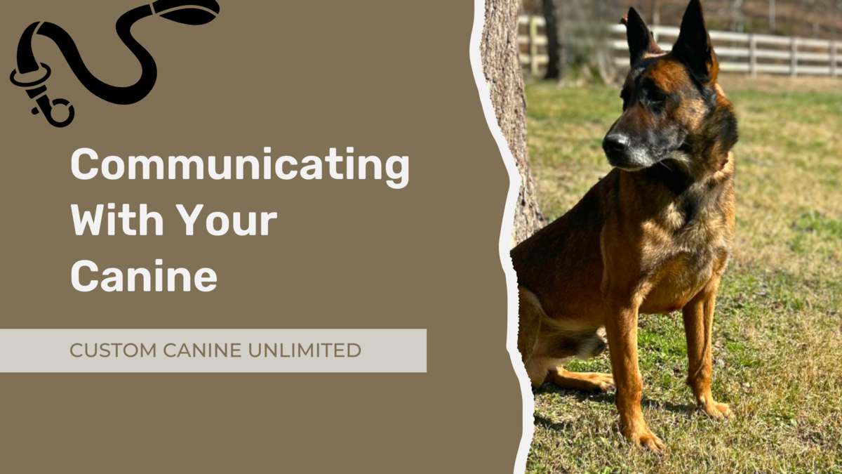 communicating with your canine communicating with your canine