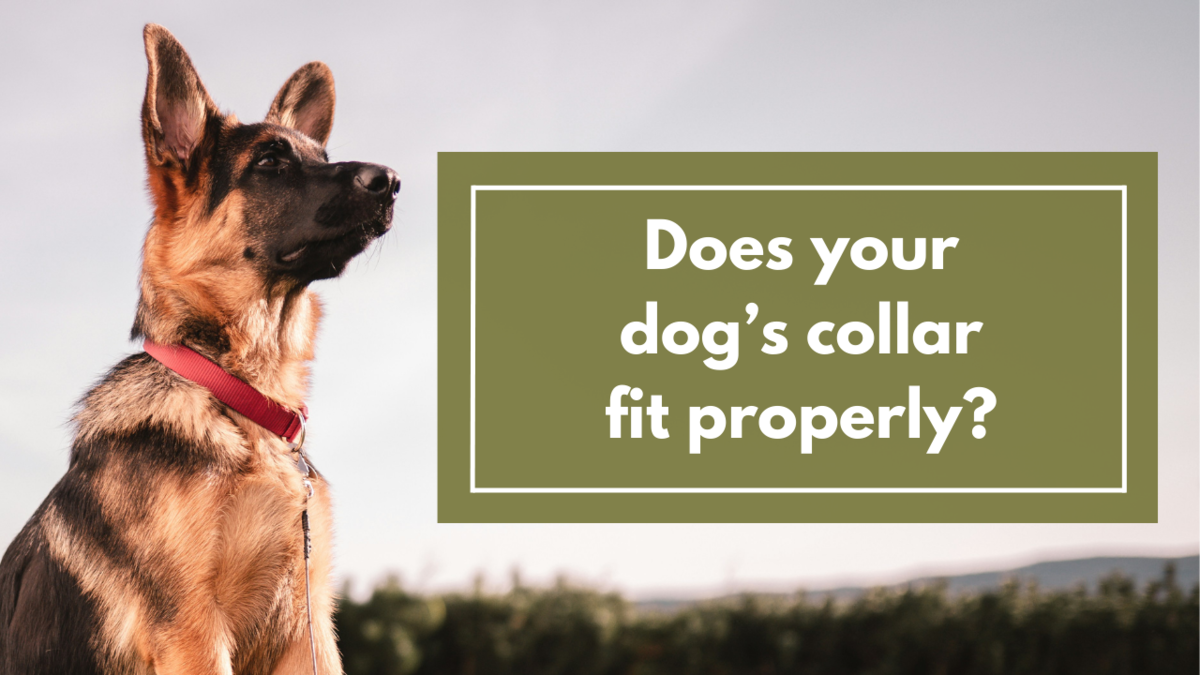 Does Your Dog’s Collar Fit? Does Your Dog's Collar Fit?