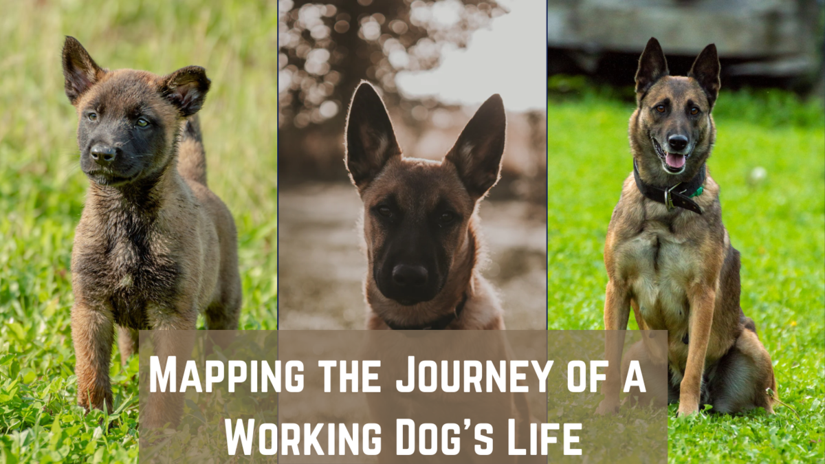 Mapping the Journey of a Working Dog’s Life Mapping the Journey of a Working Dog's Life