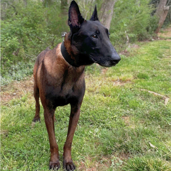 Working dog for sale: Belgian Malinois, Randal, standing in front of greenery.
