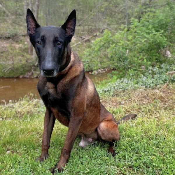 Image of Belgian Malinois, Randal, sitting in front of a shrub.