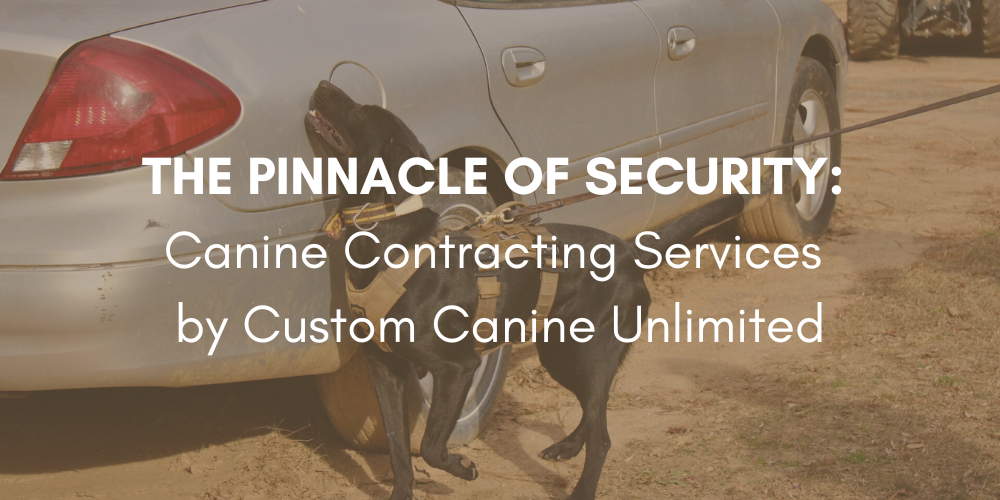 CANINE CONTRACTING BANNER Image of black lab doing detection work on a vehicle with the title of the blog post across it.