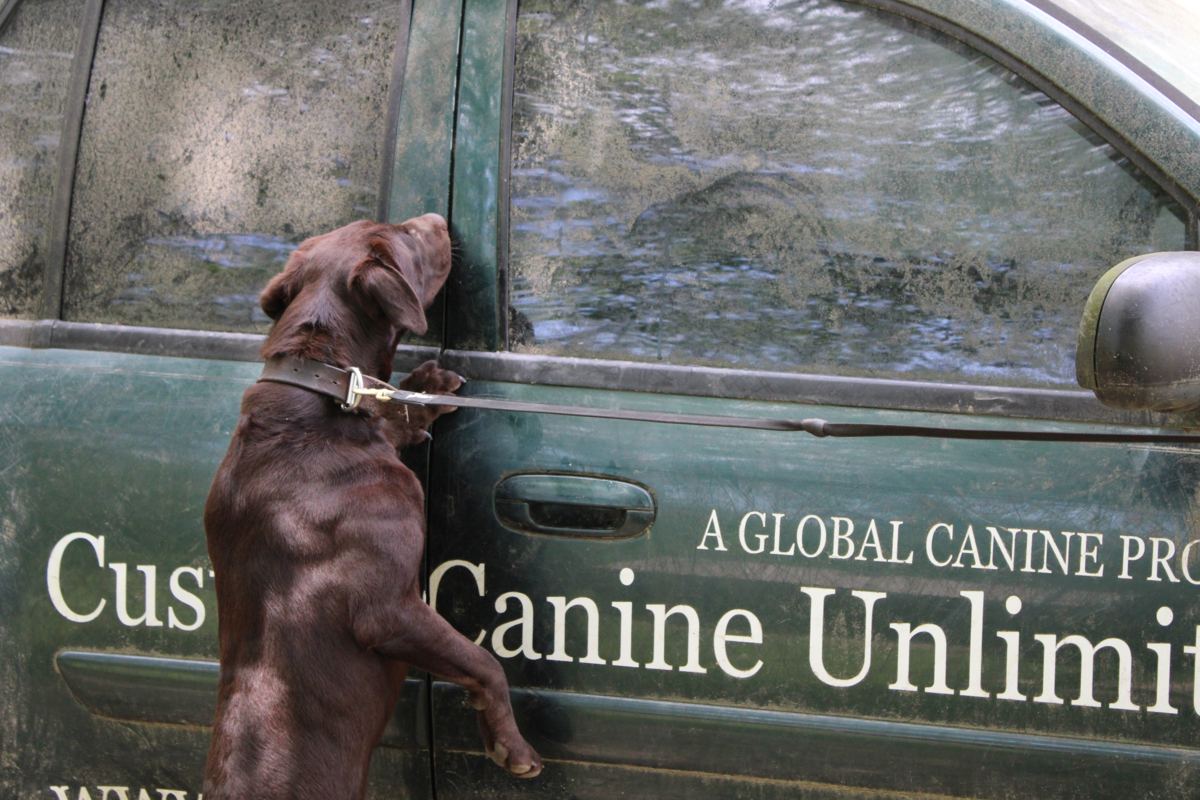 Good Working Dogs Image of K9 Cody Doing Detection Work on an SUV