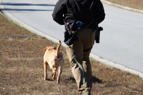 Labrador Retriever training with his handler