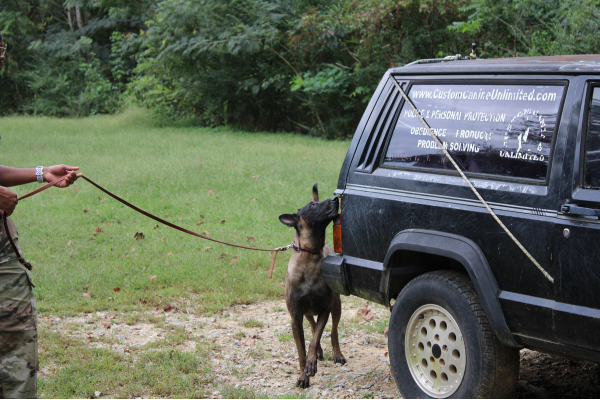 Belgian Malinois doing detection on a vehicle