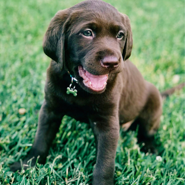 puppy training