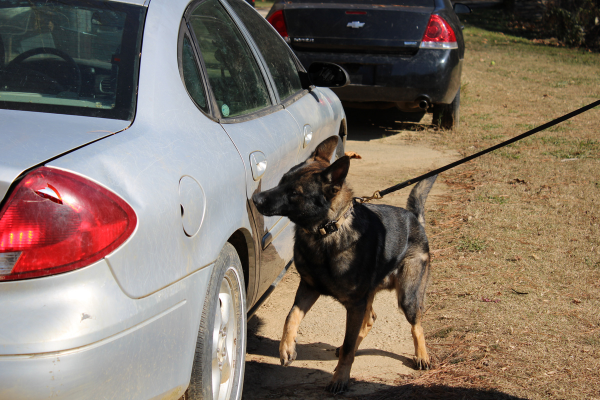 German Shepherd security dog doing detection on a car