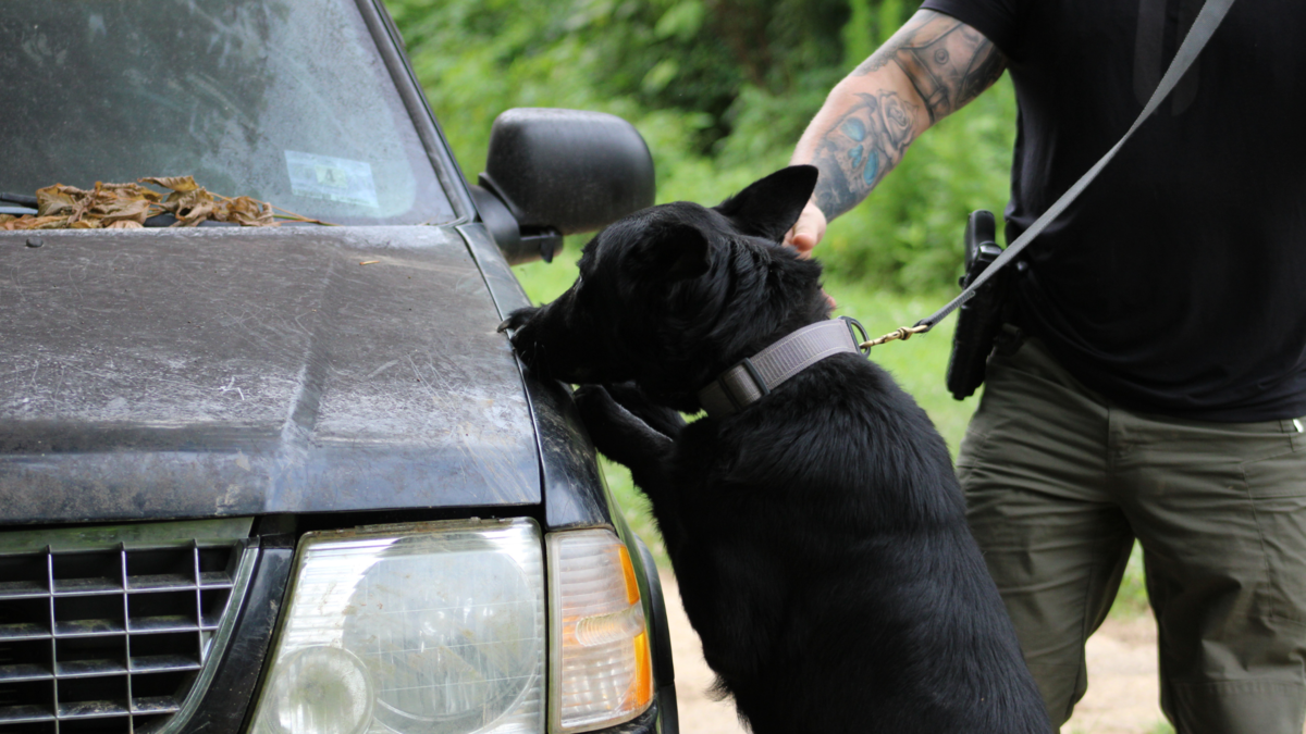 image of black German shepherd doing vehicle detection outside