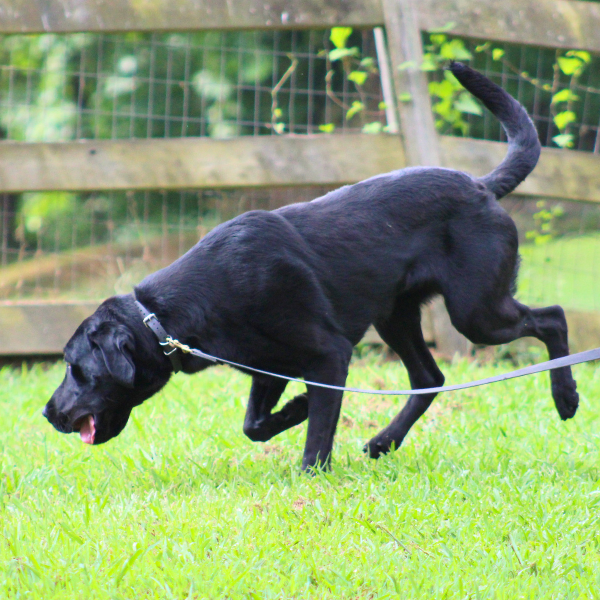 Axel Hunting Working dogs for sale​: Black Labrador Axel sniffing the ground