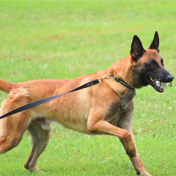 Kade Imprinting Belgian Malinois imprinting on odor