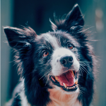 Custom Canine Unlimited Logo
