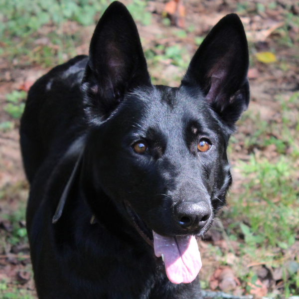 Black german shepherd face