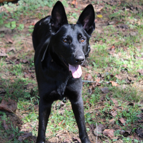 Black German Shepherd standing towards camera