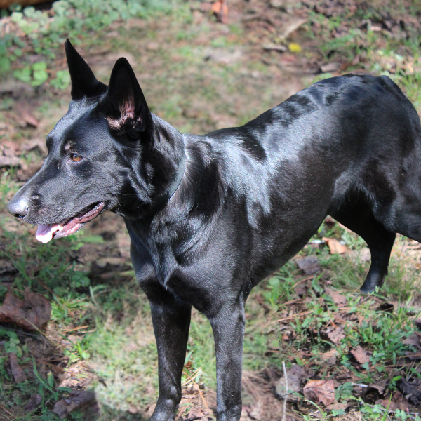 black german shepherd side standing
