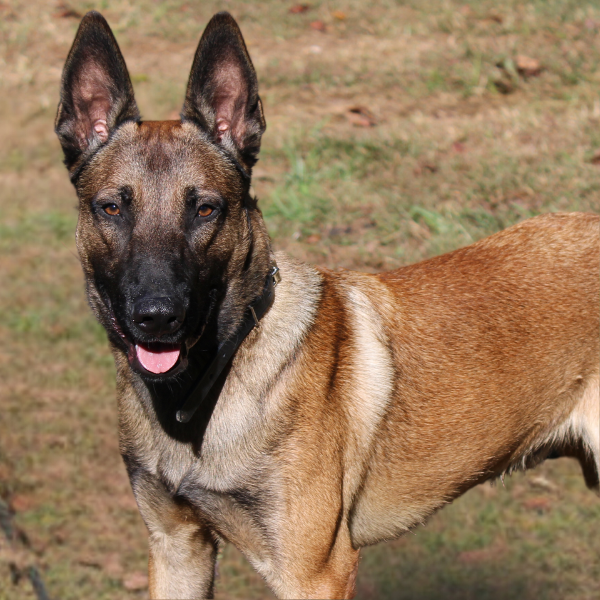 Blonde Belgian Malinois with black face standing