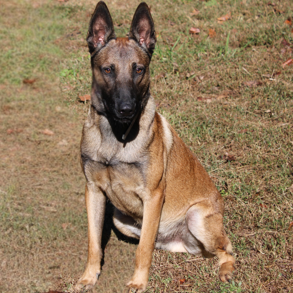 Blonde Belgian Malinois with black face sitting
