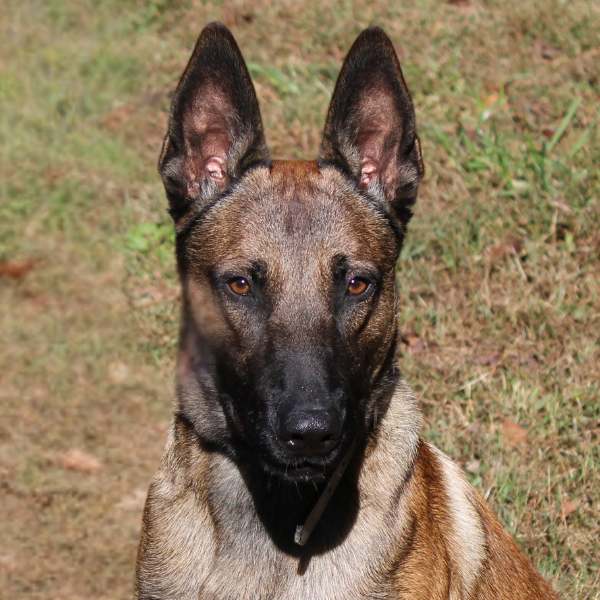 Belgian Malinois black face