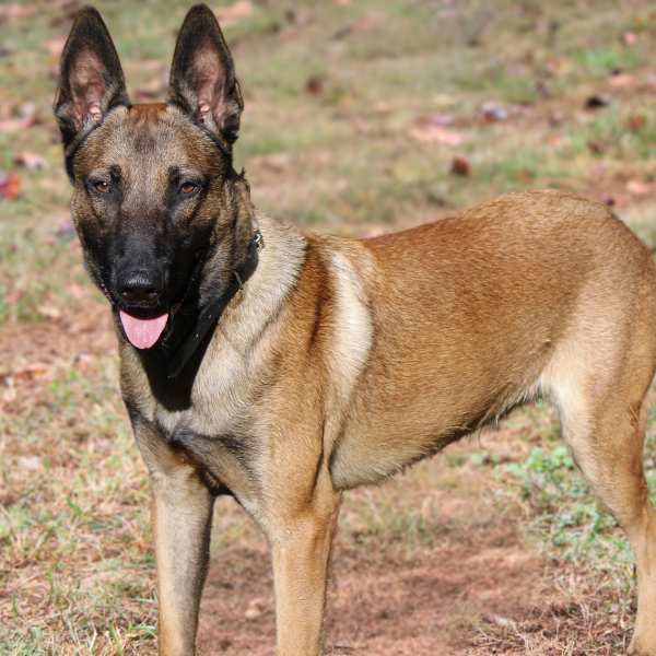 Blonde Belgian Malinois with black face standing