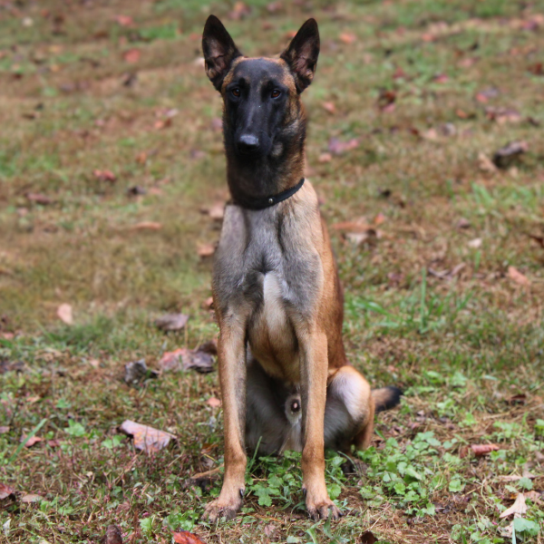 Tan Belgian Malinois Sitting.