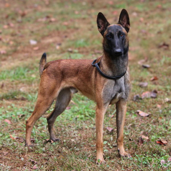 Tan Belgian Malinois Standing.