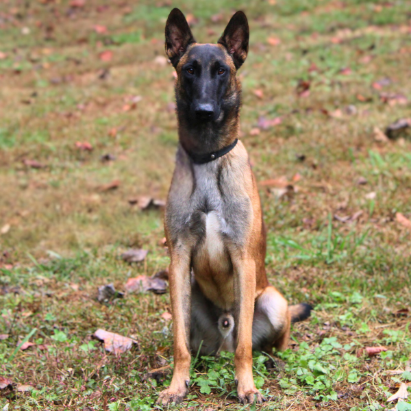 Tan Belgian Malinois Sitting.