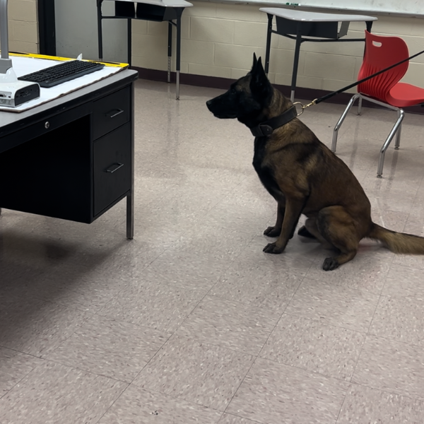 School security dog handler training: Belgian Malinois working inside a school, alerting in front of the desk