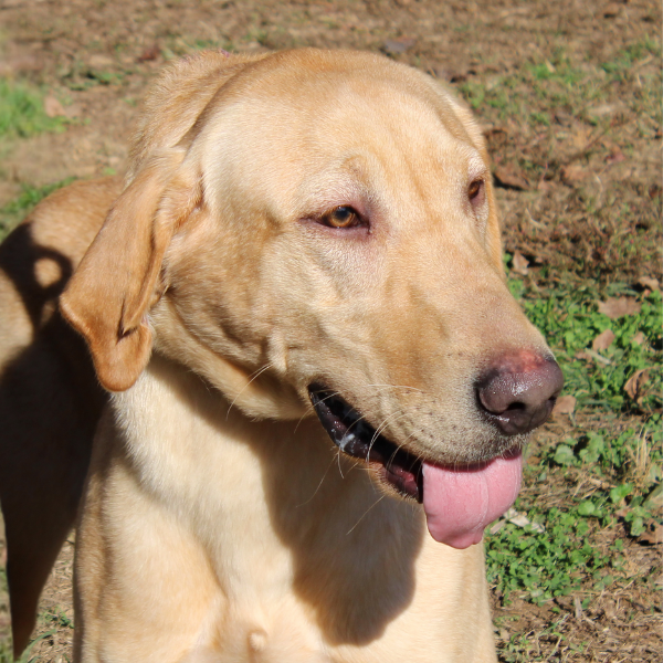 Yellow Labrador Retriever head
