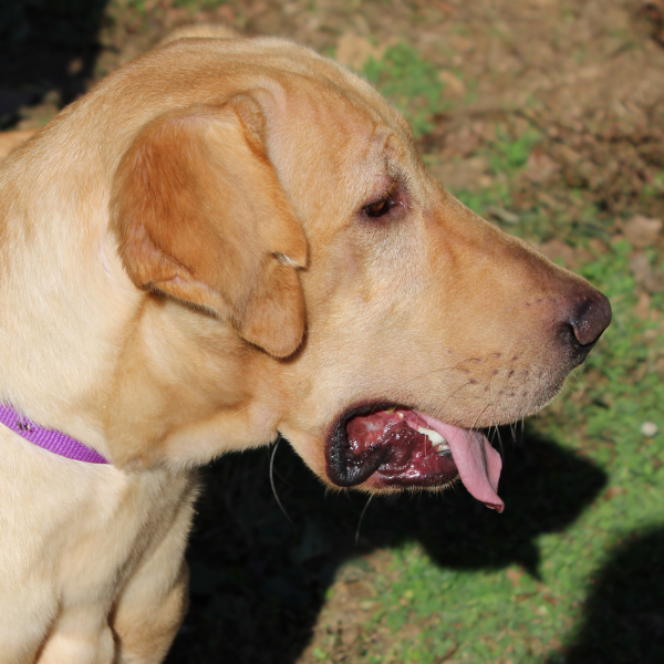 Yellow Labrador Retriever head looking sideways