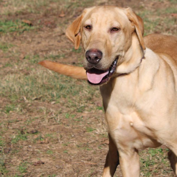 Yellow Labrador Retriever standing looking forward
