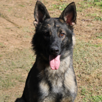 Cooper the Dual purpose German Shepherd