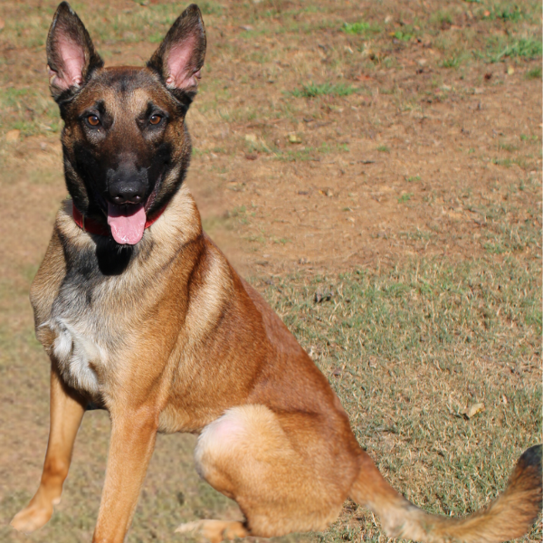 Dual Purpose Malinois Dan